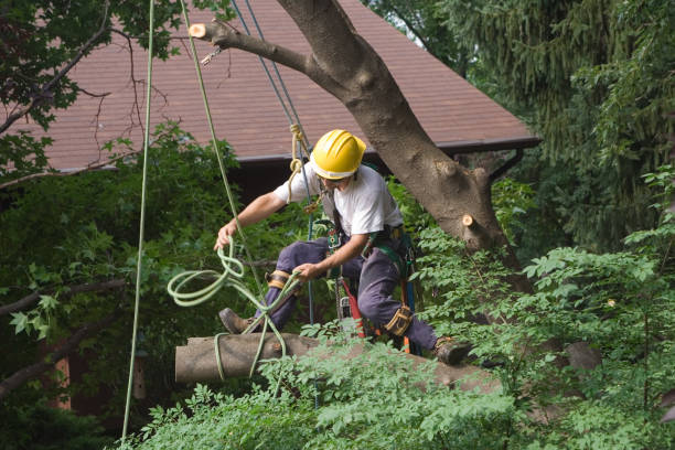 Trusted Bay City, TX Tree Care Experts