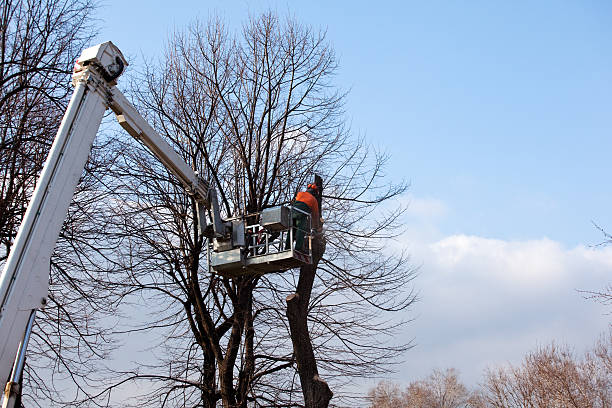 Best Root Management and Removal  in Bay City, TX